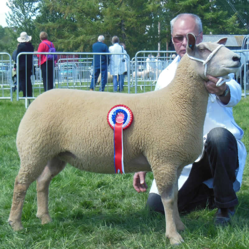 Edstaston Madison 12TG00162 Edstaston Madison 12TG00162